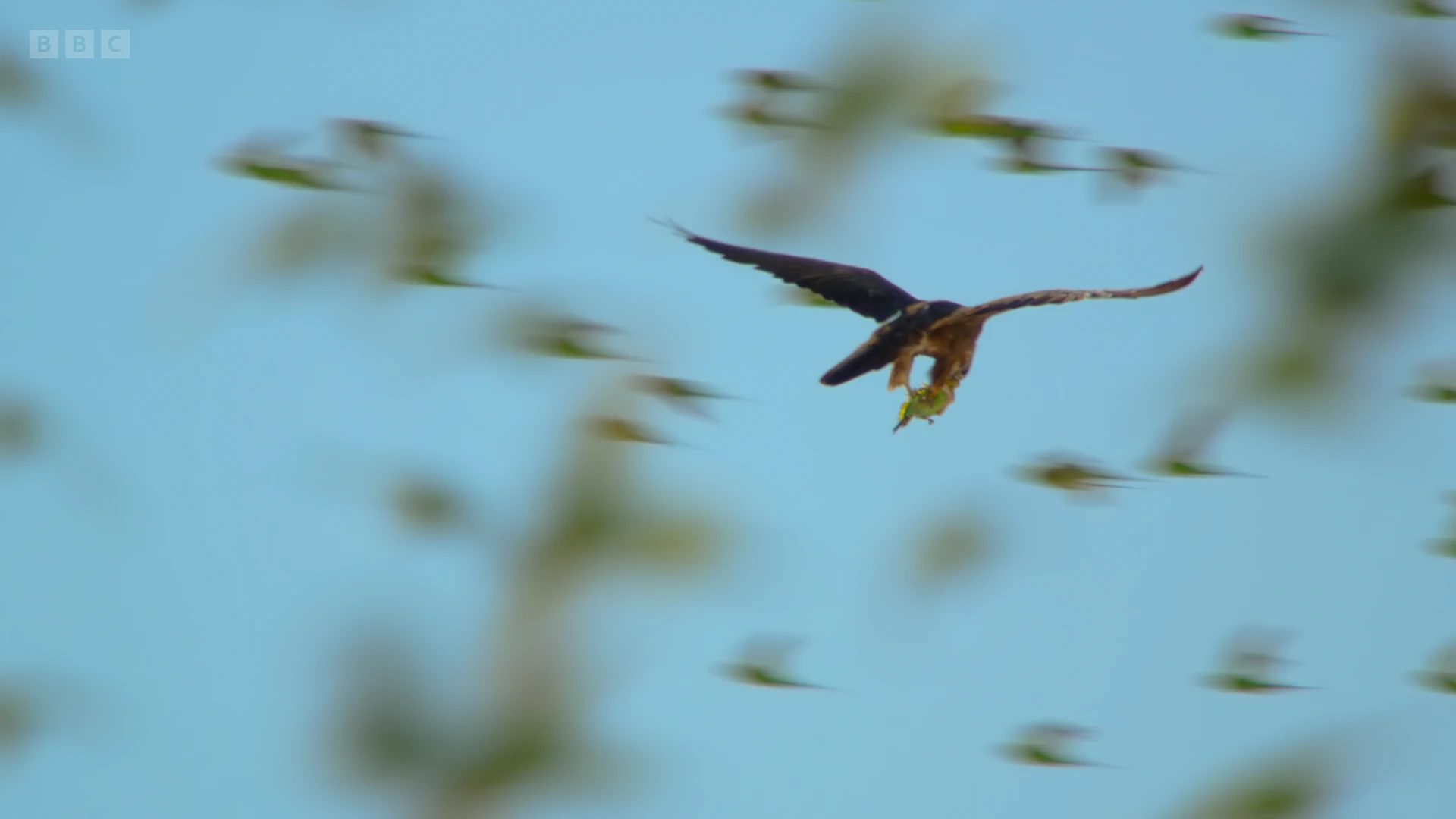 Black falcon (Falco subniger) as shown in Seven Worlds, One Planet - Australia